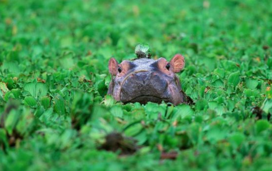 Viral Bayi Kuda Nil Moo Deng, Warga Berebut Foto di Kebun Binatang