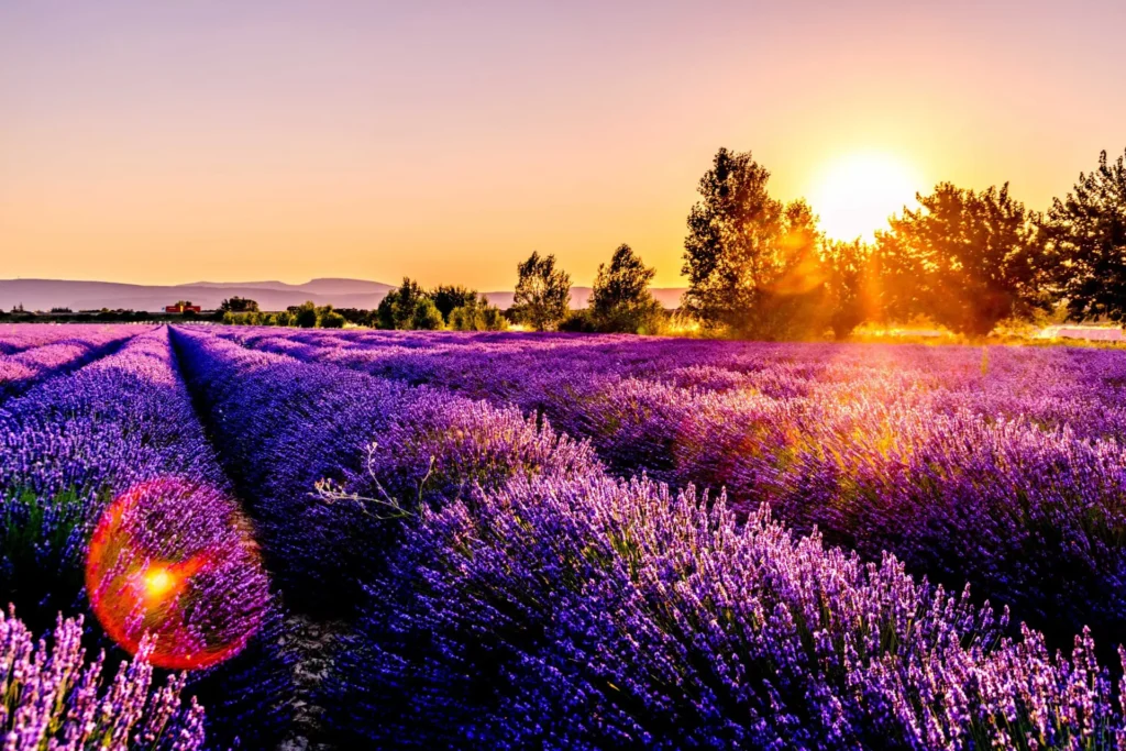 Mimpi Ungu: Ladang Lavender Terbaik dan Terindah yang Wajib Dikunjungi