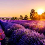Mimpi Ungu: Ladang Lavender Terbaik dan Terindah yang Wajib Dikunjungi