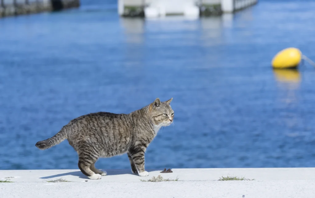 Pulau Kucing Bertema Jepang Segera Hadir di Kepulauan Seribu