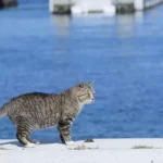 Pulau Kucing Bertema Jepang Segera Hadir di Kepulauan Seribu