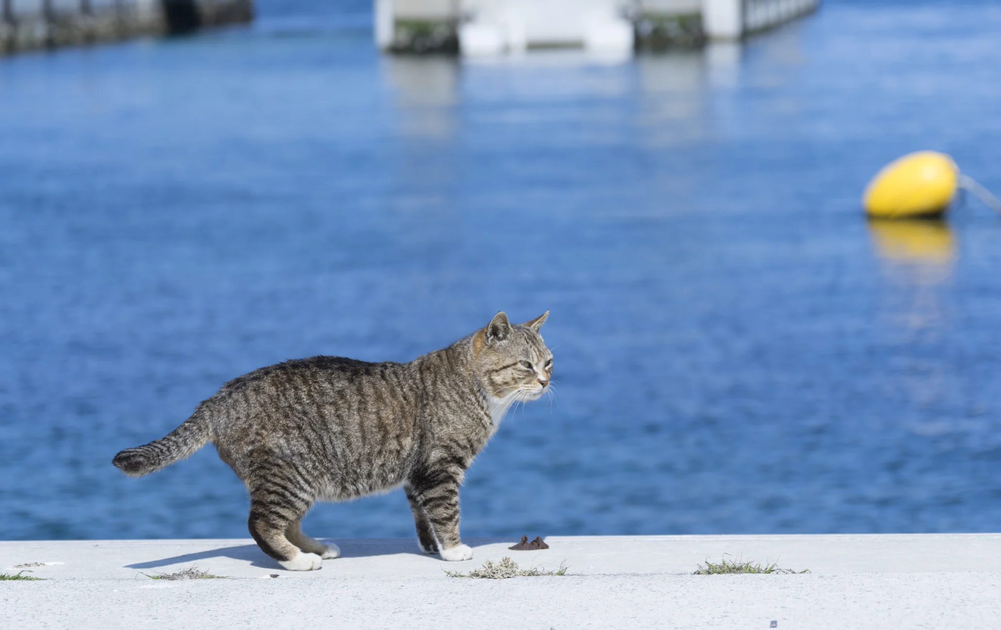 Pulau Kucing Bertema Jepang Segera Hadir di Kepulauan Seribu