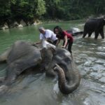 Ekowisata Tangkahan: 5 Aktivitas Seru yang Bisa Dilakukan di Destinasi Sumatera Utara