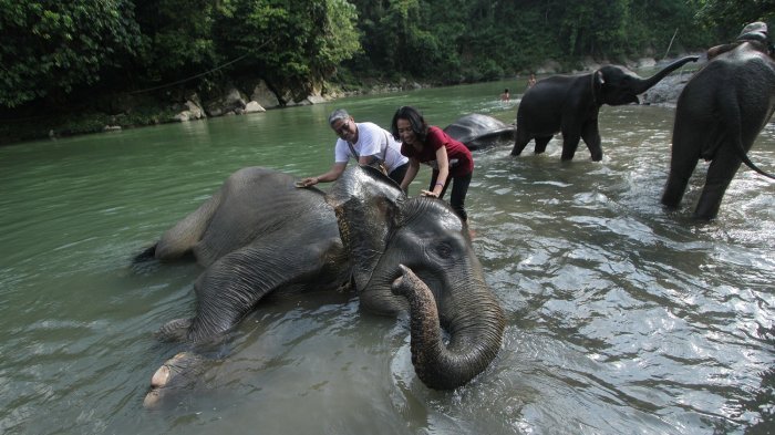 Ekowisata Tangkahan: 5 Aktivitas Seru yang Bisa Dilakukan di Destinasi Sumatera Utara